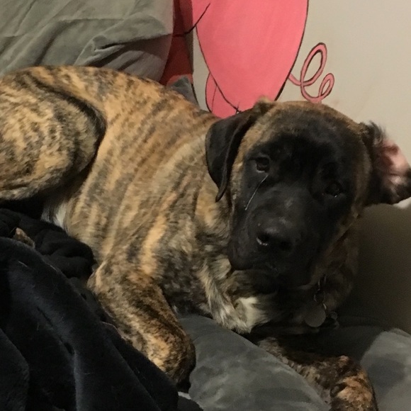 Meet your Posher, Sammy - Picture 1 of 1